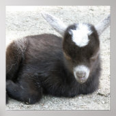Poster Kid Goat (Devant)