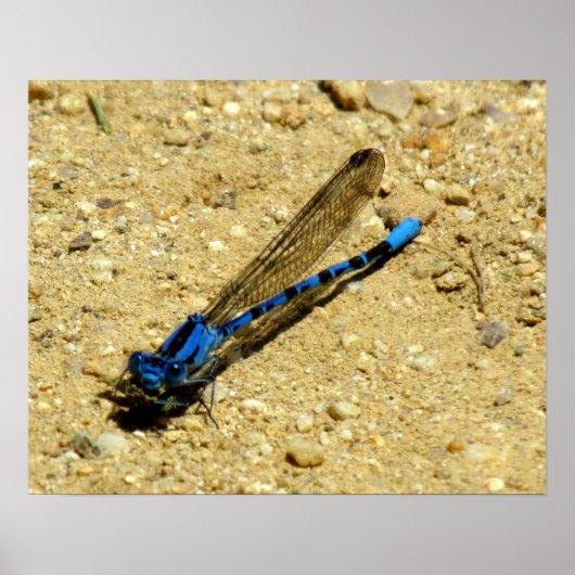 Poster, kijk je naar me? poster (Voorkant)