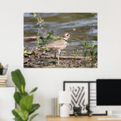 Poster Killdeer Bird (Bureau à domicile)