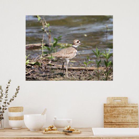Poster Killdeer Bird (Cuisine)