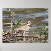 Poster Killdeer Bird (Devant)