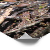 Poster Killdeer Bird (Coin)