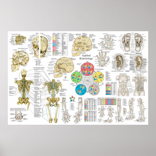 Poster Kinéiologie appliquée Chiropratique Ostéopathe Pos (Devant)