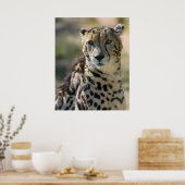 Poster King Cheetah (Cuisine)