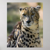 Poster King Cheetah (Devant)