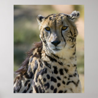 Poster King Cheetah