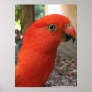 Poster King Parrot - Australian Native Bird Series