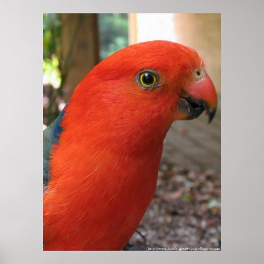 Poster King Parrot - Australian Native Bird Series (Devant)