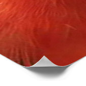 Poster King Parrot - Australian Native Bird Series (Coin)