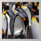 Poster King Penguin (Devant)