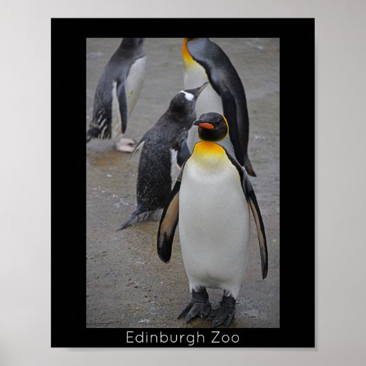 Poster King Penguin & Friends Edinburgh Zoo Écosse (Devant)
