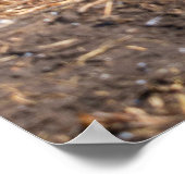 Poster King Penguin Pair contre fond d'hiver (Coin)