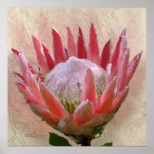 Poster King Protea (Devant)