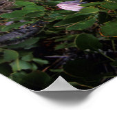 Poster King Protea, Helderberg (Coin)