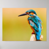 Poster Kingfisher (Devant)