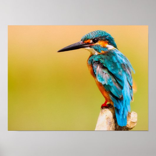 Poster Kingfisher (Devant)