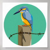 Poster Kingfisher (Devant)