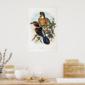 Poster Kingfisher à bec cuillère par John Gould (Cuisine)