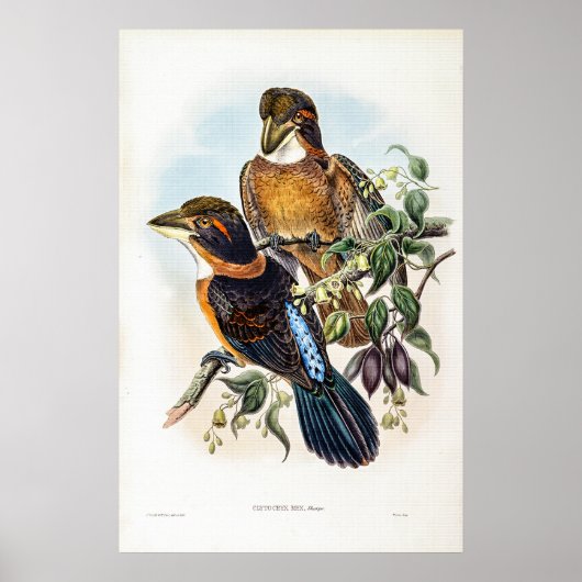 Poster Kingfisher à bec cuillère par John Gould (Devant)