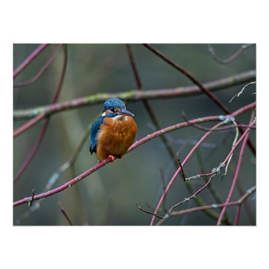 Poster Kingfisher assis sur une branche (Devant)