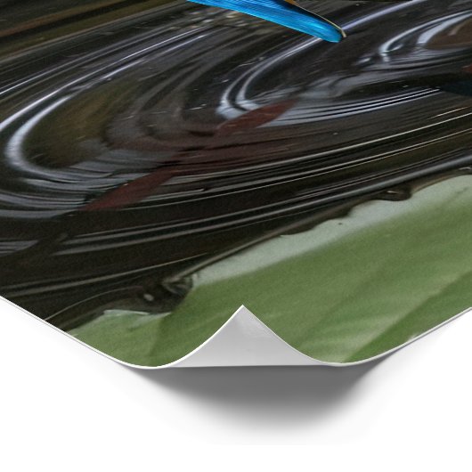 Poster Kingfisher Bird (Coin)