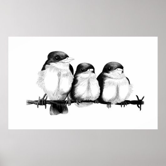Poster Kingfisher Chicks (Devant)