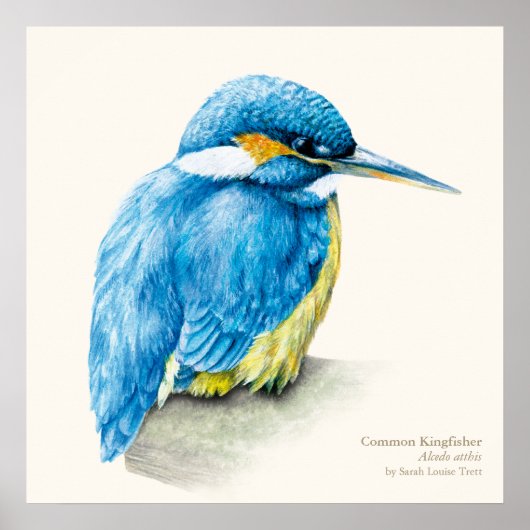 Poster Kingfisher Empreinte ornithologique (Devant)