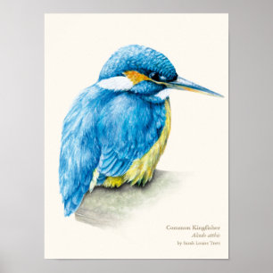 Poster Kingfisher Ornithologie portrait art