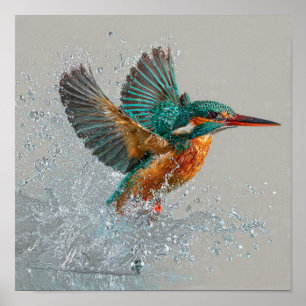 Poster Kingfisher Plongée - Chasse aux oiseaux dynamique 