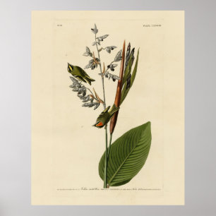 Poster Kinglet couronné d'or, les oiseaux d'Amérique d'Au