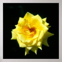 King's Ransom, rose de thé hybride