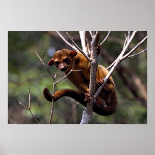 Poster Kinkajou (Potos flavus) (Devant)
