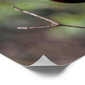 Poster Kinkajou (Potos flavus) (Coin)