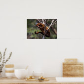 Poster Kinkajou (Potos flavus) (Cuisine)
