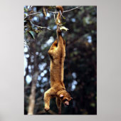 Poster Kinkajou (Potos flavus) (Devant)