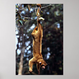 Poster Kinkajou (Potos flavus)