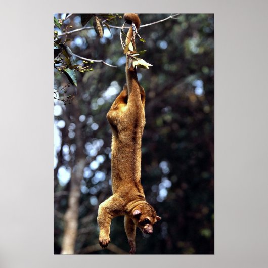 Poster Kinkajou (Potos flavus) (Devant)