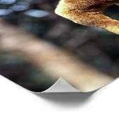 Poster Kinkajou (Potos flavus) (Coin)