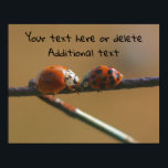 Poster Kisser Ladybugs Personnalisé<br><div class="desc">Deux ladybugs se rencontrent sur une clôture de fil photographie de la nature par Susan poster personnalisée. Remplissez vos informations dans le modèle. Vous pouvez customiser davantage n'importe quel texte, taille de police, couleur et style en cliquant sur Personnaliser. Grand cadeau ! Ce design est disponible sur de nombreux produits...</div>