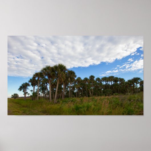 Poster Kissimmee Prairie Hammock, Floride (Devant)