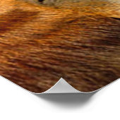 Poster Kissing Horses (Coin)