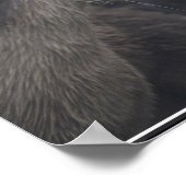 Poster Kissing River Otters (Coin)