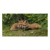 Poster Kit Fox Pals (Devant)