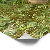 Poster Kit Fox Pals (Coin)