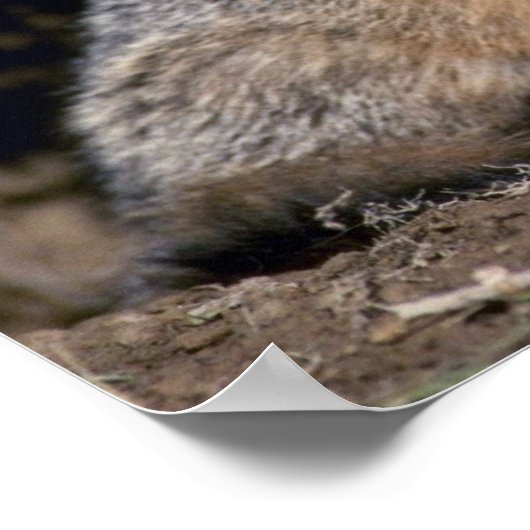 Poster Kit Grey Fox-young (Coin)