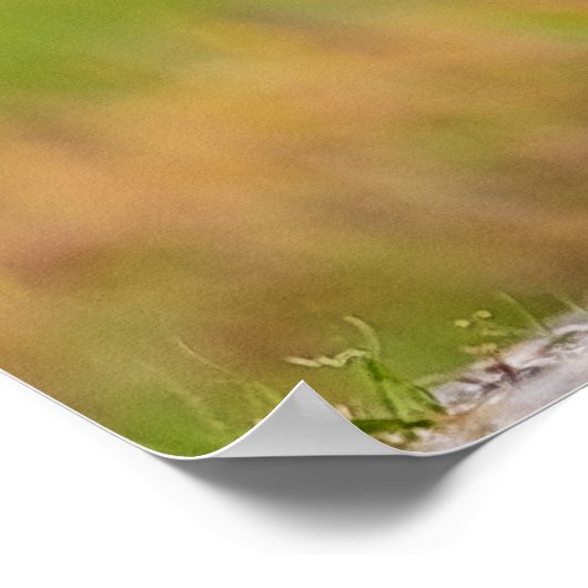 Poster Kit Red Fox (Coin)