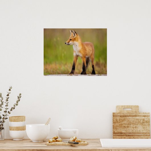 Poster Kit Red Fox (Cuisine)