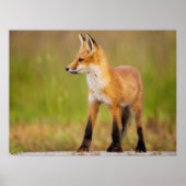 Poster Kit Red Fox (Devant)