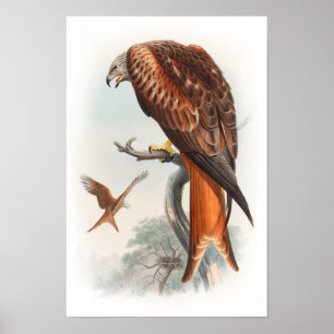 Poster Kite Glead Hawk John Gould Birds of Great Britain