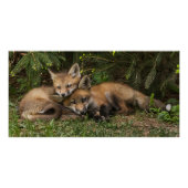 Poster Kits de Fox (Devant)